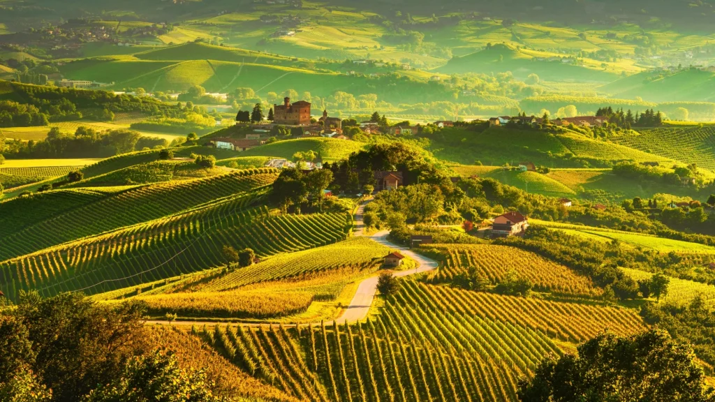 Piemonte Vineyards