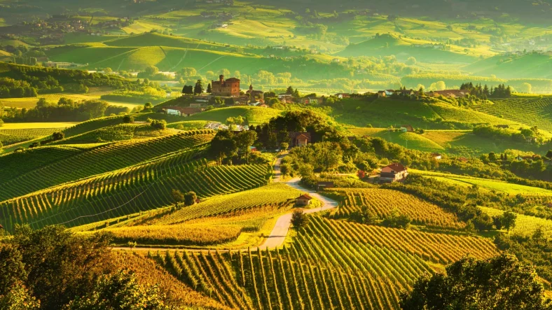 Piemonte Vineyards
